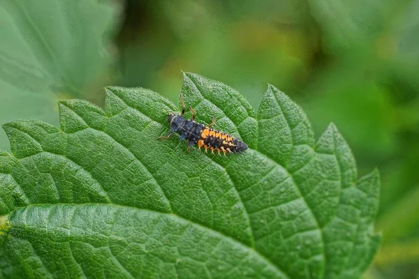 Små Färgade Beetle Sitter Ett Grönt Blad Nässlor — Stockfoto