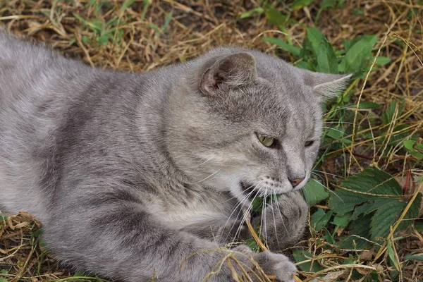 고양이 잔디와 길에서 식물을 거짓말을 합니다 — 스톡 사진