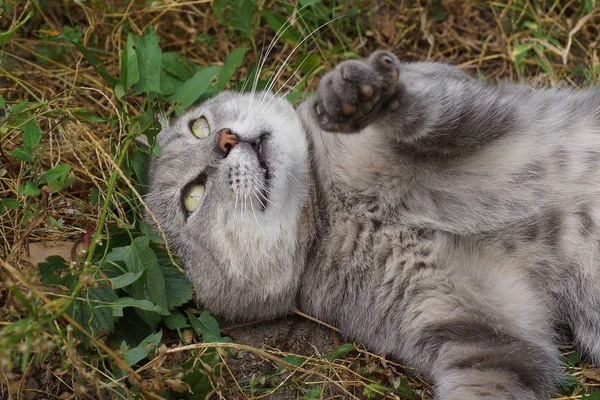 Gato Grande Mentiras Bacias Grama Verde Vegetação Rua — Fotografia de Stock