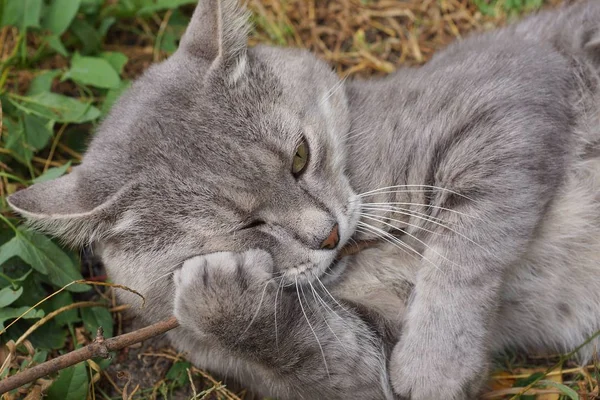 一只灰色的大猫躺在绿草和植被中 — 图库照片