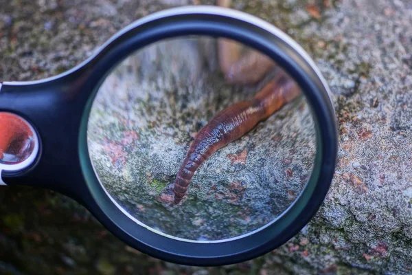 Black Magnifier Magnifies Long Red Worm Gray Stone — Stock Photo, Image