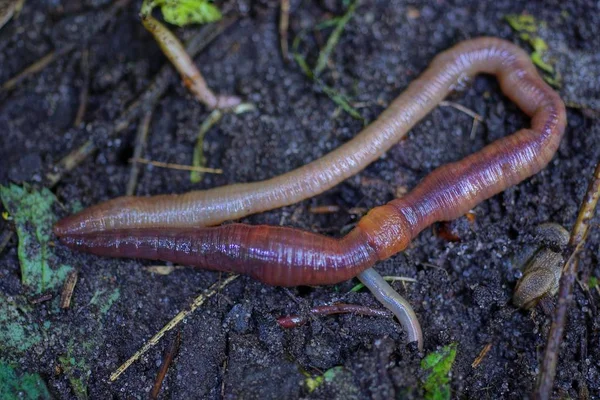 Een Rode Lange Worm Ligt Zwarte Aarde — Stockfoto