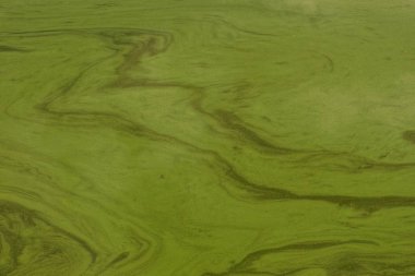 baraj gölünün kirli su yeşil doku