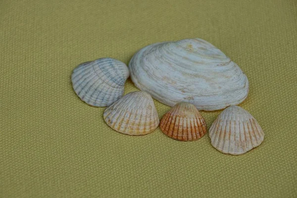 Conjunto Conchas Marinas Sobre Fondo Amarillo Marrón Claro — Foto de Stock