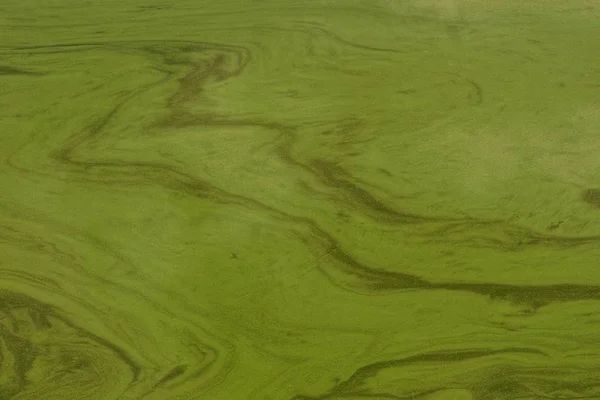 Gröna Textur Från Det Förorenade Vattnet Reservoaren — Stockfoto