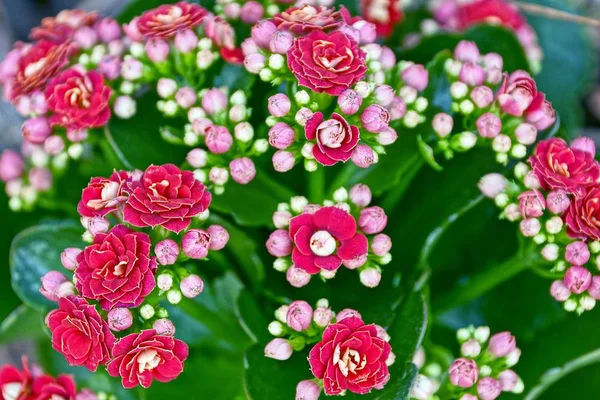 Bouquet of flowers with small red flowers