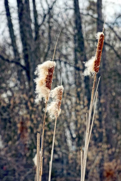 Reed Marrom Seco Com Fluff — Fotografia de Stock