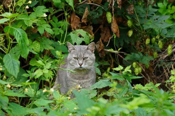 Зелені Садові Рослини Сіра Кішка — стокове фото