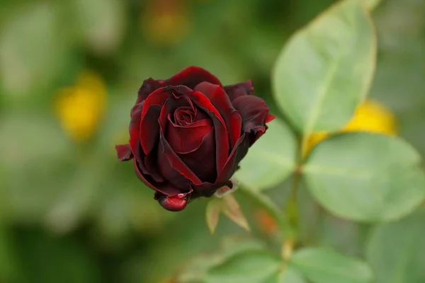 Bud Florescente Uma Rosa Vermelha Fundo Verde — Fotografia de Stock