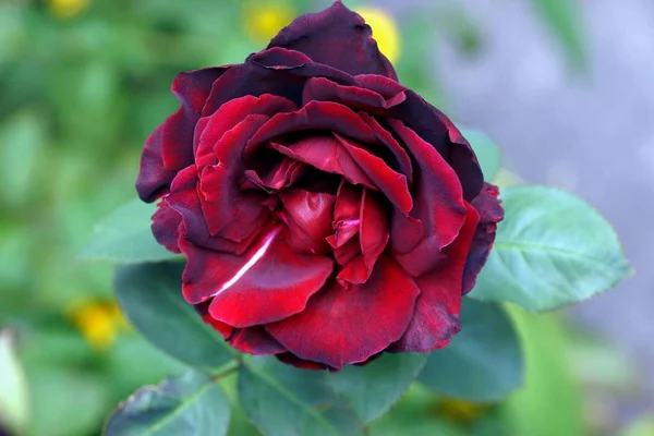Άνθισμα Μπουμπούκι Από Ένα Κόκκινο Τριαντάφυλλο Πράσινο Φόντο — Φωτογραφία Αρχείου