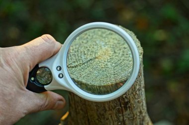 elde beyaz büyüteç ahşap gri bir kütük üzerinde kesim büyütür