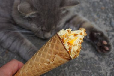 sokakta gri uyuyan kedi arka planda sarı reçel ile kahverengi dondurma