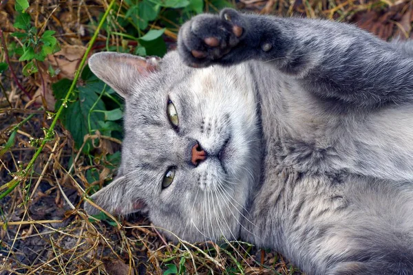 Eine Große Graue Katze Liegt Auf Dem Rasen Und Wird — Stockfoto