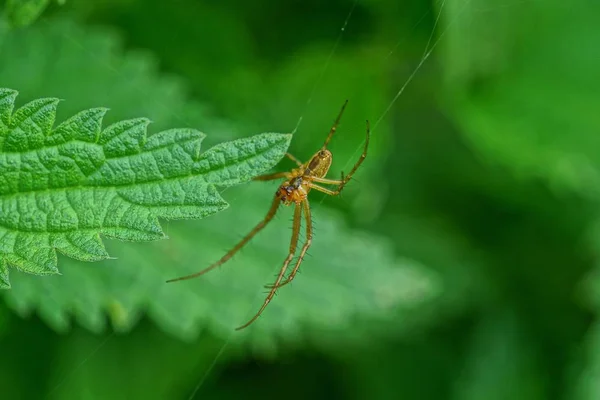 Una Araña Gris Sienta Sobre Una Hoja Verde Una Planta —  Fotos de Stock