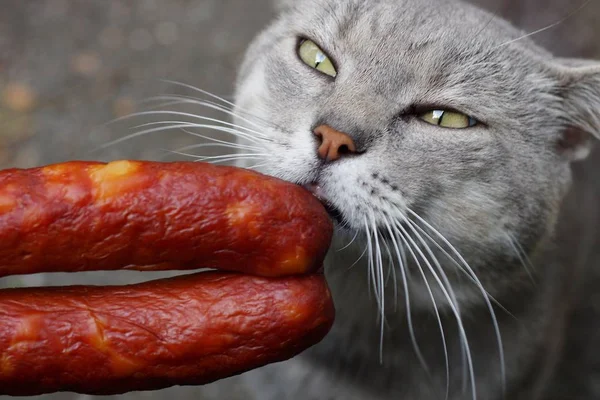 Gato Cinza Cheira Come Pedaço Salsicha Vermelha — Fotografia de Stock