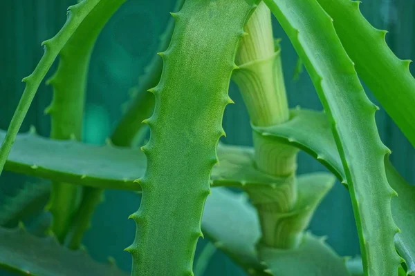 Hijau Panjang Dan Daun Berduri Pada Batang Aloe — Stok Foto