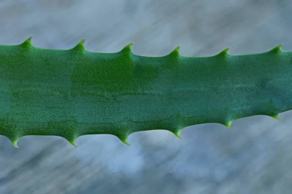 Część Długiego Zielonego Liścia Rośliny Aloesu Szarym Tle — Zdjęcie stockowe