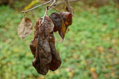 Ormanda kuru kahverengi yapraklar