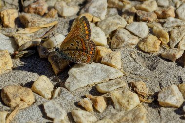 Kumda kanatları olan ve güneşin parlak ışınları altında çakıl taşları olan bir böcek.