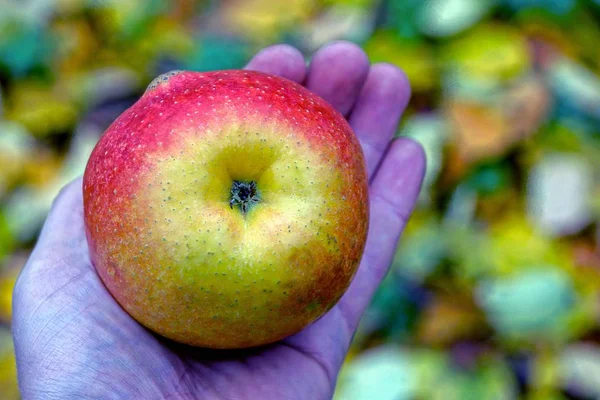 Ein Großer Reifer Apfel Auf Einer Offenen Palme — Stockfoto