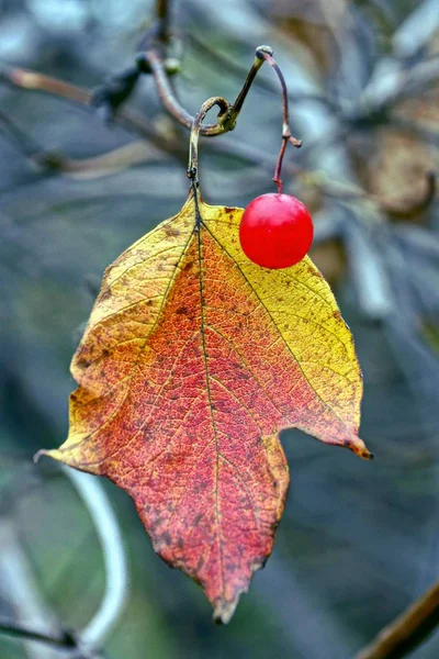 ビバーナムの赤いベリーと枝の黄色い葉 — ストック写真