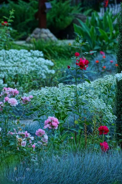 Pflanzen Und Blumen Der Natur Sommertag — Stockfoto