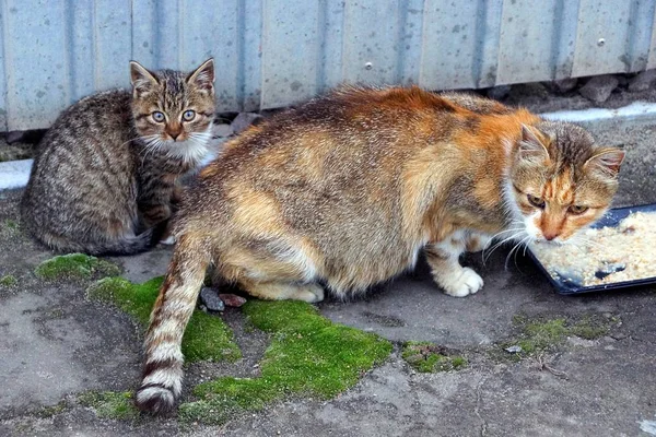 Kot Kocięta Jedzą Miski Chodniku Pobliżu Ogrodzenia — Zdjęcie stockowe