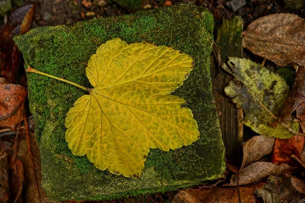 Hoja Amarilla Yace Sobre Una Piedra Cubierta Musgo — Foto de Stock