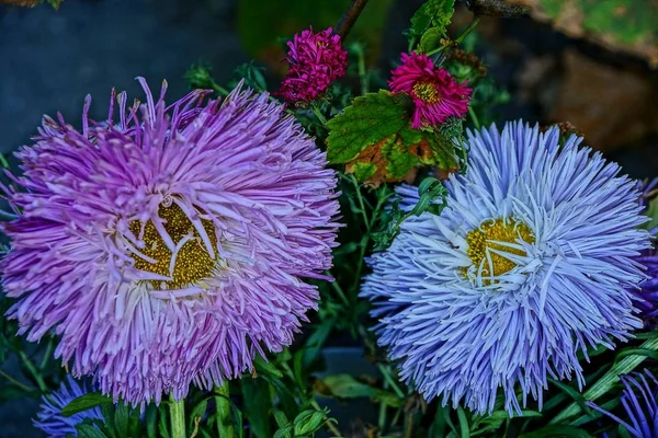 Fleurs Jardin Avec Grands Bourgeons Floraux — Photo