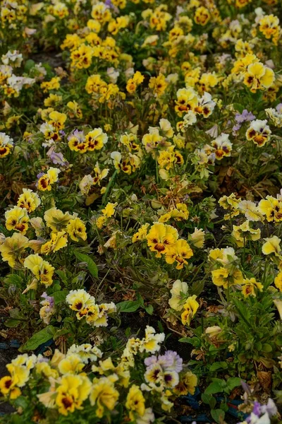 Flower bed of bright yellow decorative flowers