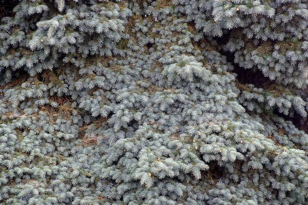 Green Texture Small Coniferous Fir Branches — Stock Photo, Image