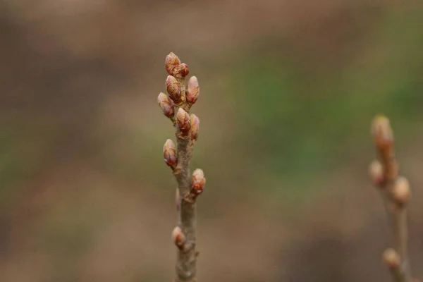 Bud Small Leaves Thin Branches Tree Park — Stock Photo, Image