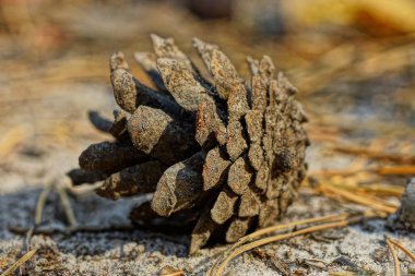 bir gri kuru çam kozalağı doğada kum üzerinde yatıyor