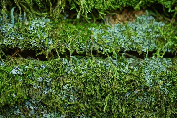Натуральный Цветочный Фон Зеленого Мха — стоковое фото