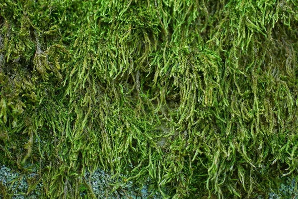 Φυσικό Floral Φόντο Των Πράσινων Βρύων Στον Τοίχο — Φωτογραφία Αρχείου