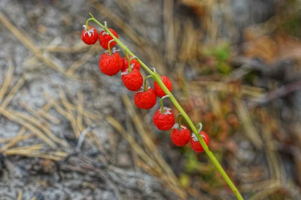在森林中的茎上的山谷百合的野生红色浆果 — 图库照片