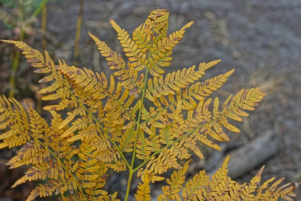 Yellow Dry Leaves Wild Fern Plant Autumn Forest — Stock Photo, Image