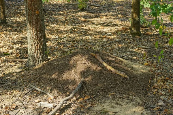 Bir Yaz Ormanında Yerde Bir Büyük Gri Karınca Yuvası — Stok fotoğraf