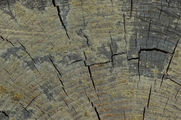 gray wood texture from cut on a dry wood log