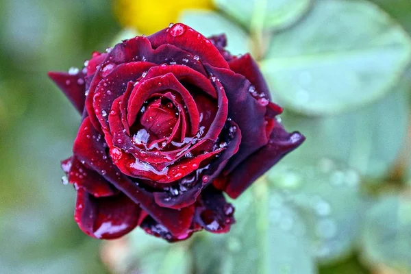Ciemnoczerwona Róża Kroplami Wody Łodygi Zielonymi Liśćmi — Zdjęcie stockowe