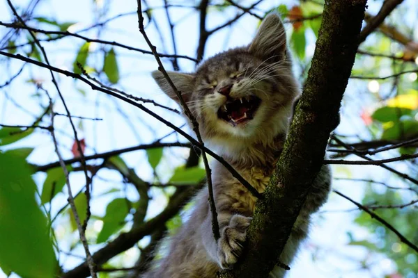 고양이 나뭇가지에 — 스톡 사진