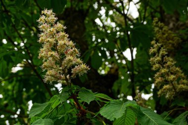 Bahçede beyaz çiçekler ile kestane çiçekli dalı