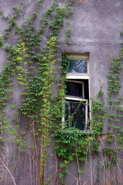 Gri bir duvardaki eski pencere bitkilerle büyümüş.