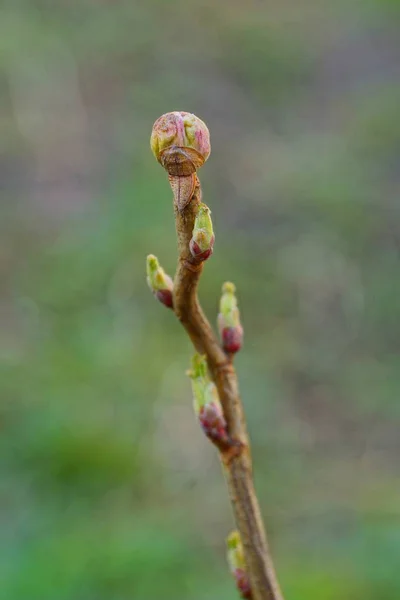 Green Bud Branch Raspberry Bush — Stock Photo, Image