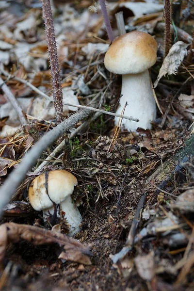 Deux Champignons Blancs Dans Herbe Feuilles Dans Forêt Automne — Photo