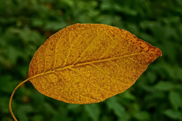 Коричневий Жовтий Сухий Лист Зеленому Фоні — стокове фото
