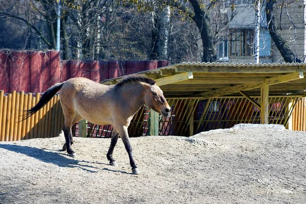 美丽的棕色马跑在沙上 — 图库照片