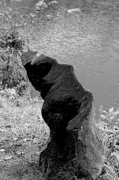 Old Black Charred Stump Beach — Stock Photo, Image