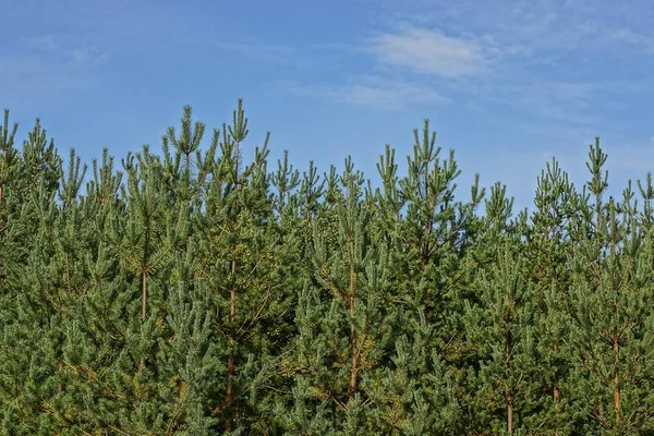 Beaucoup Pins Verts Élevés Sur Bord Une Forêt Contre Ciel — Photo