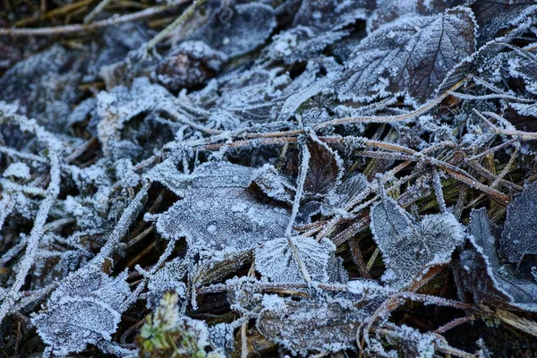 Feuilles Grises Tombées Recouvertes Givre Blanc — Photo